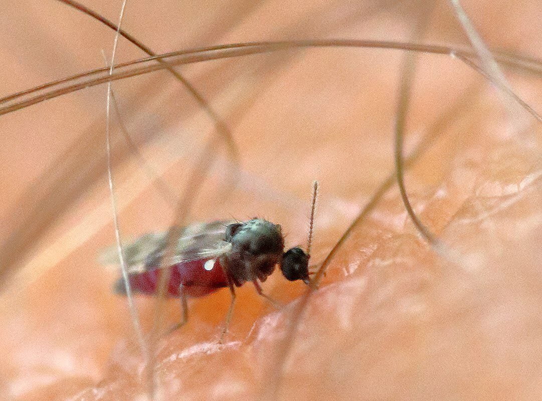 Midge in Schottland blutsaugend