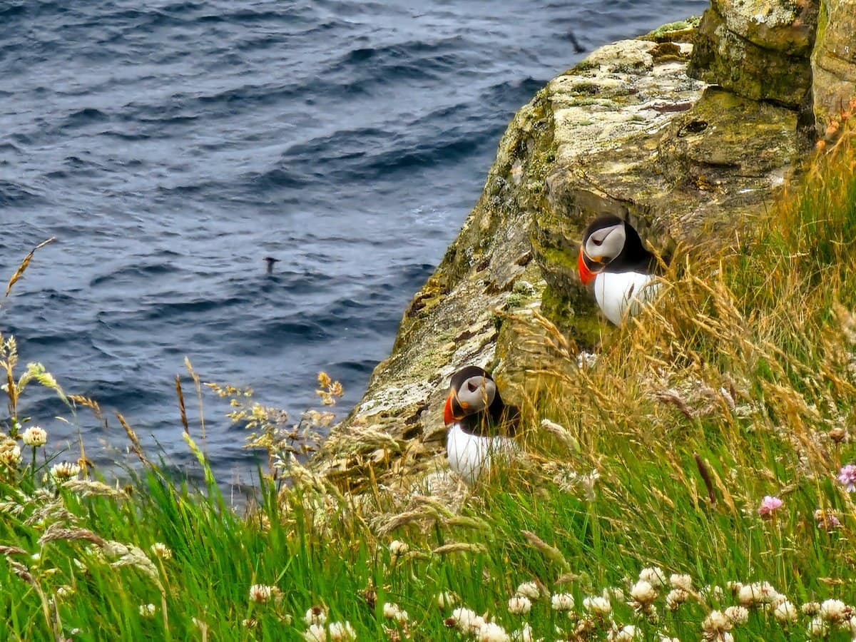 Puffins sehen in Schottland: Reise planen und was man beachten sollte: Besuche den Dunnets Head