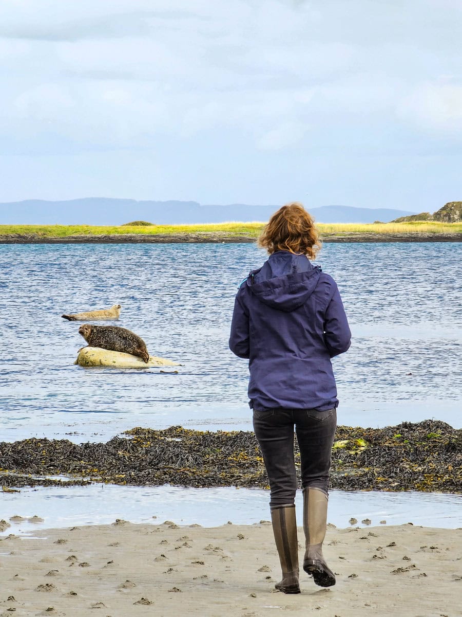 Robben auf der Insel Jura in Schottland