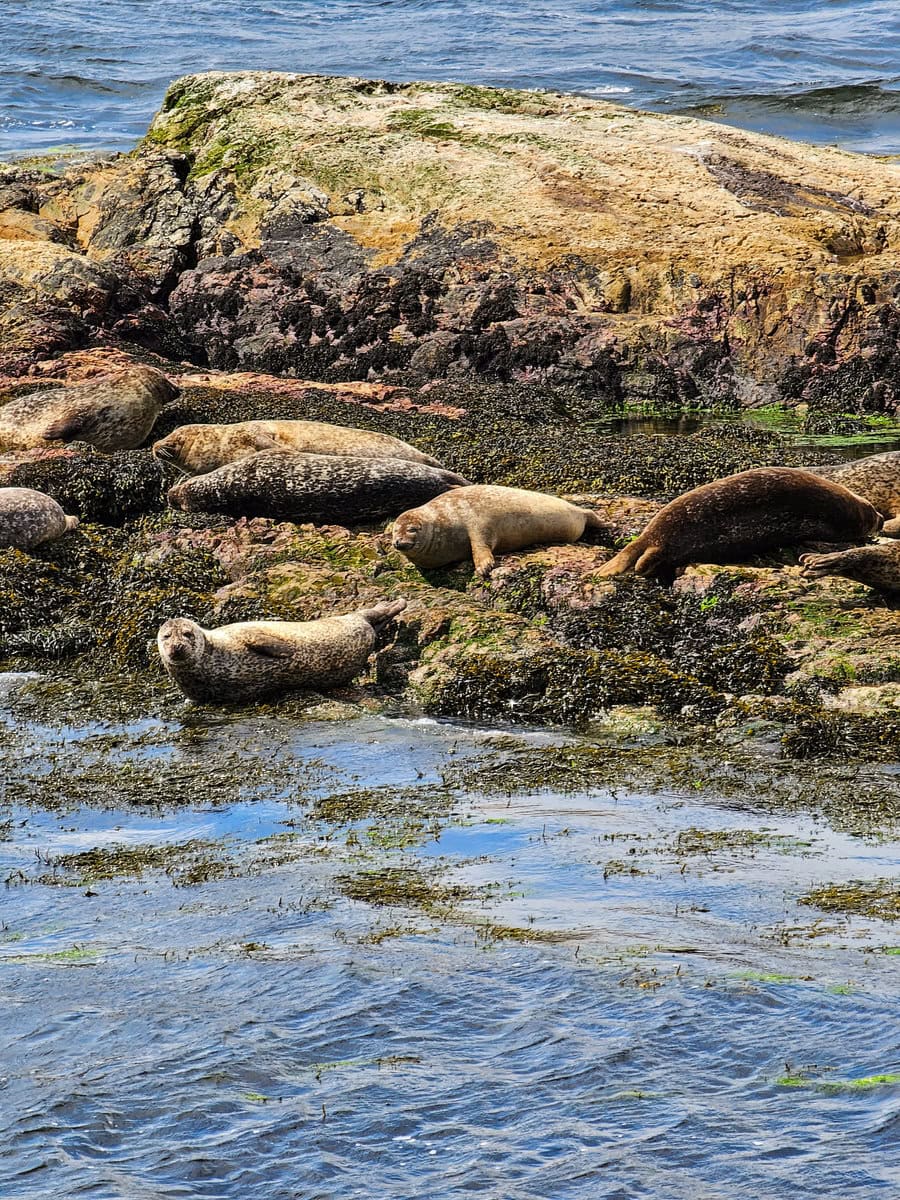 Robben Insel (Seal Island) in Fort William