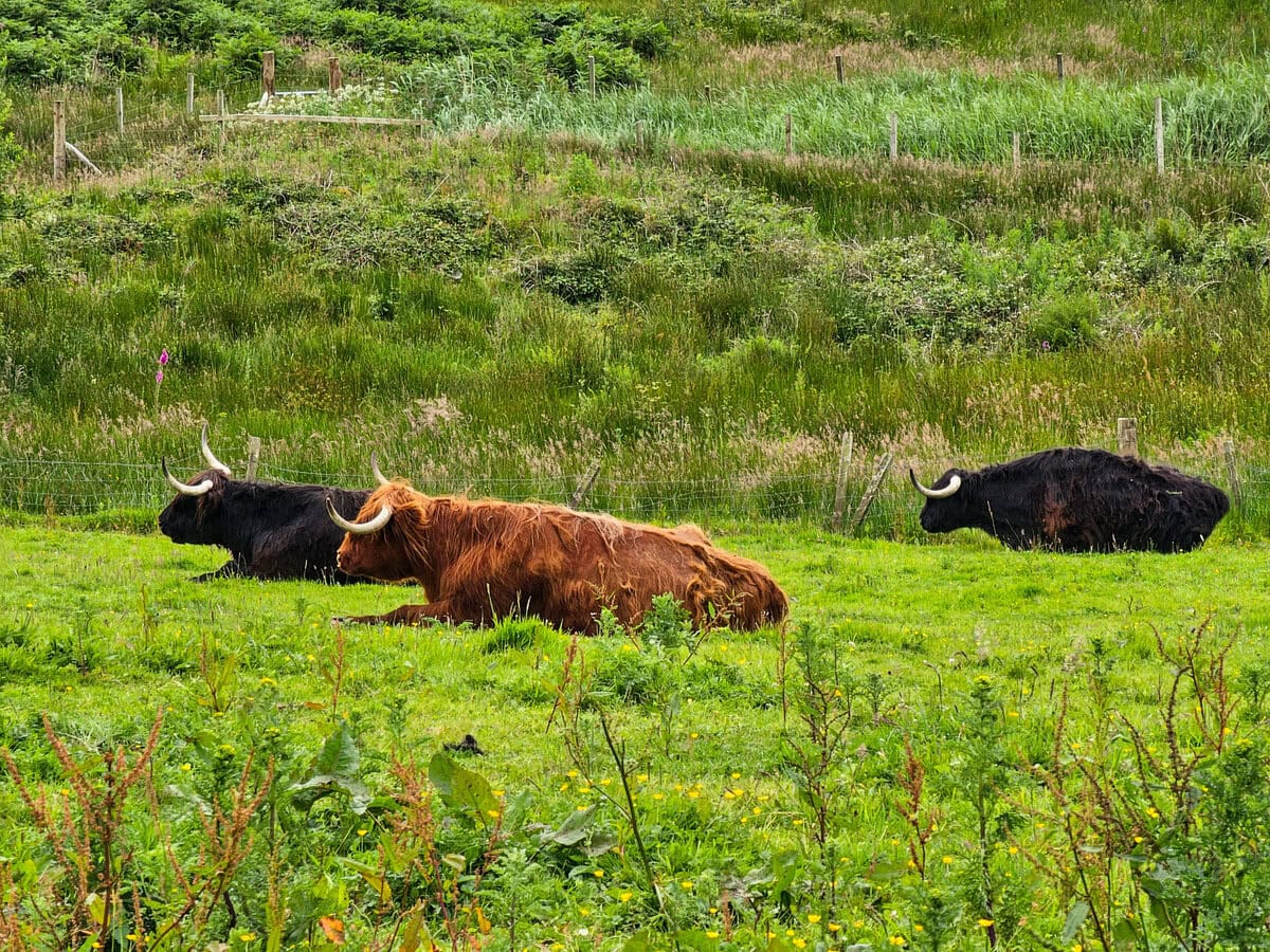Highland Cows beim Arduaine Garden 