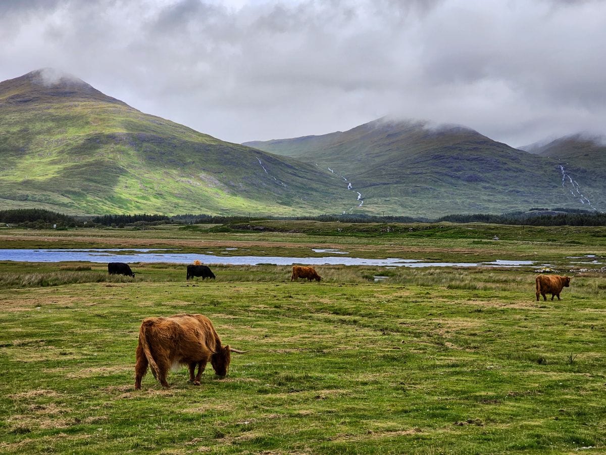 Highland-Kühe auf der Isle of Mull in Schottland mit Bergen und Nebel im Hintergrund