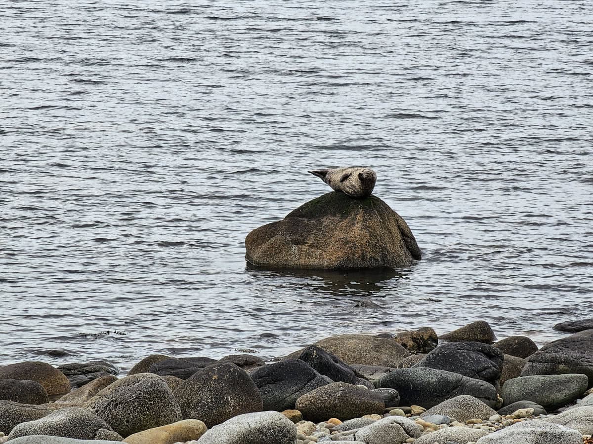 Robben sehen auf der Insel Arran an der Westküste