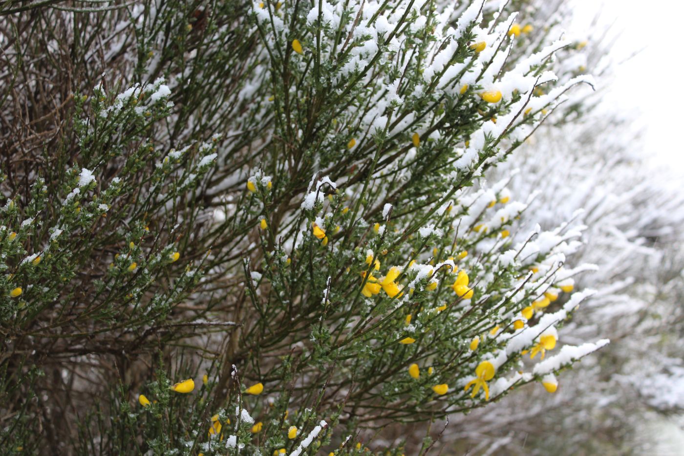 Gelber Stechginster bedeckt mit Schnee, im Mai in Schottland