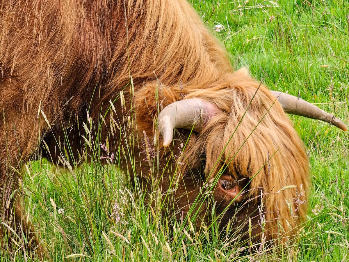 Führung auf der Bellevue Farm auf der Isle of Arran als beliebte Sehenswürdigkeit
