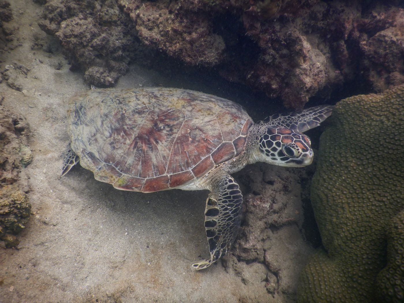 Auf Koh Lanta haben wir beim Schnorcheln eine Schildkröte gesehen