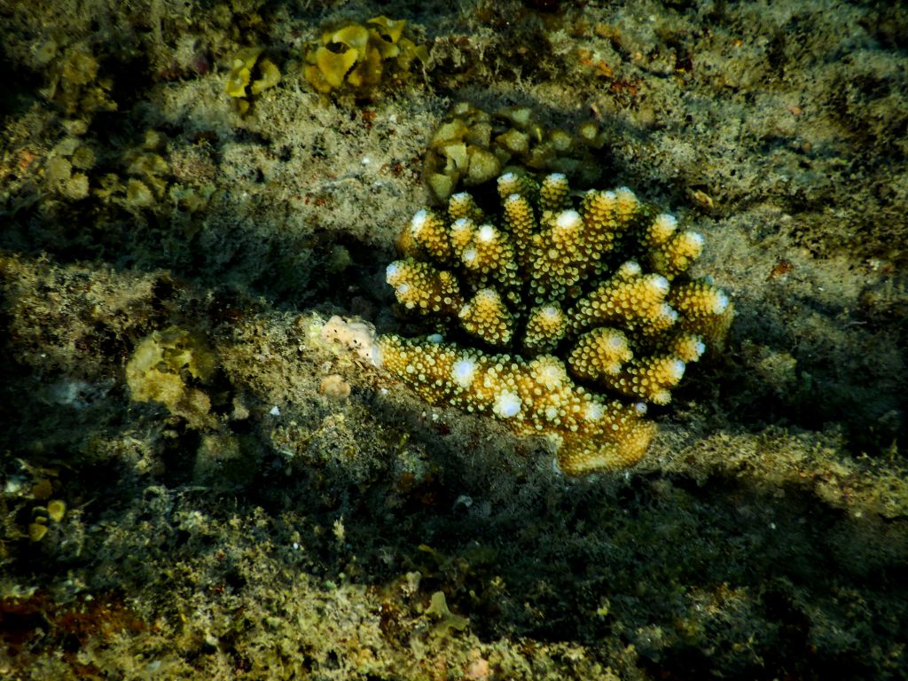 Koralle unter Wasser auf Koh Lanta
