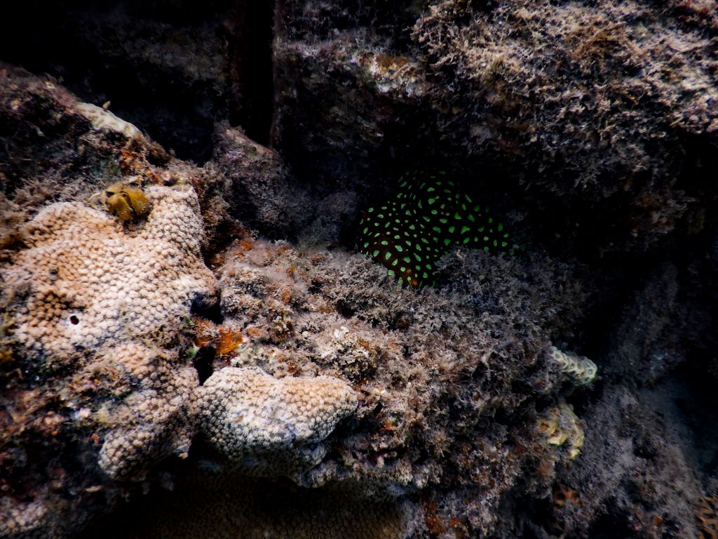 Korallen und Fische am Khlong Chak Beach auf Koh Lanta