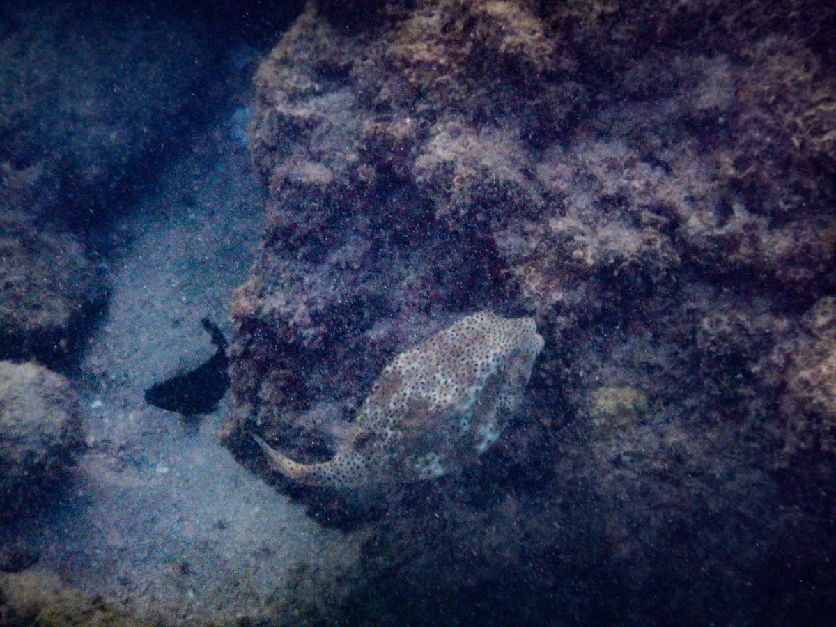 Kugelfisch am Khlong Chak Beach auf Koh Lanta
