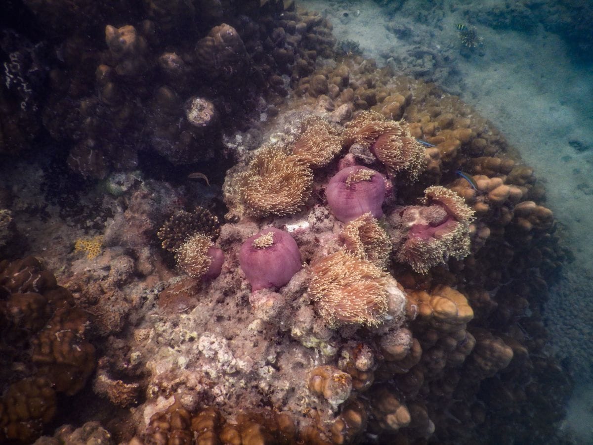 Schnorcheln auf Koh Lanta am Khlong Chak Strand: Korallen, Anemonen und Fische