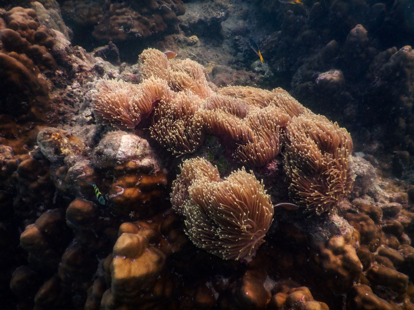 Schnorcheln auf Koh Lanta am Khlong Chak Strand: Korallen, Anemonen und Fische