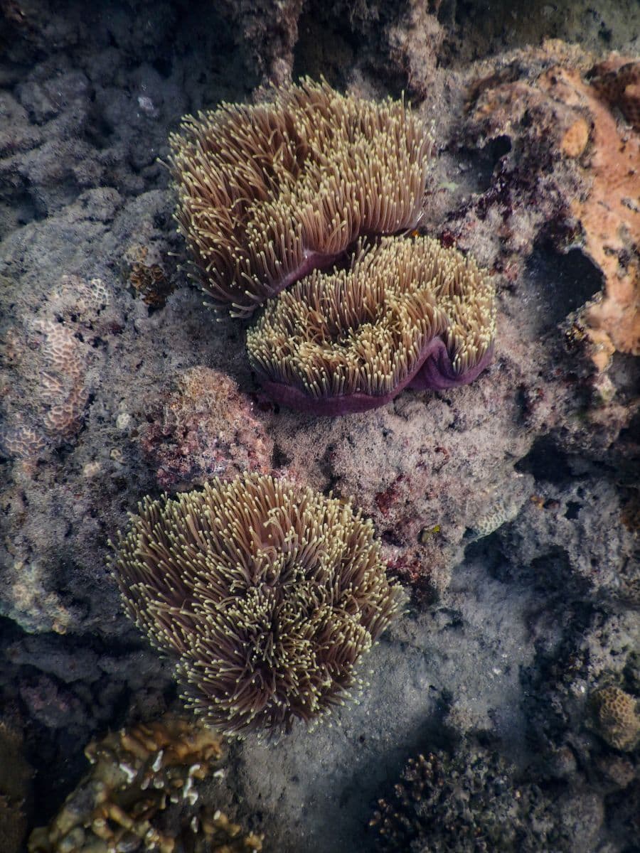 Schnorcheln auf Koh Lanta am Khlong Chak Strand: Korallen, Anemonen und Fische