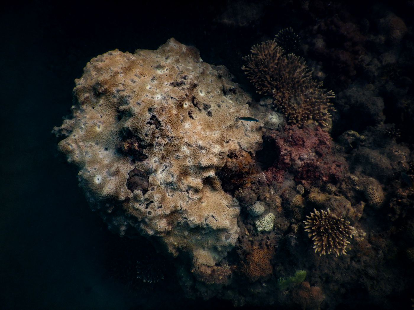 Schnorcheln auf Koh Lanta am Khlong Chak Strand: Korallen, Anemonen und Fische