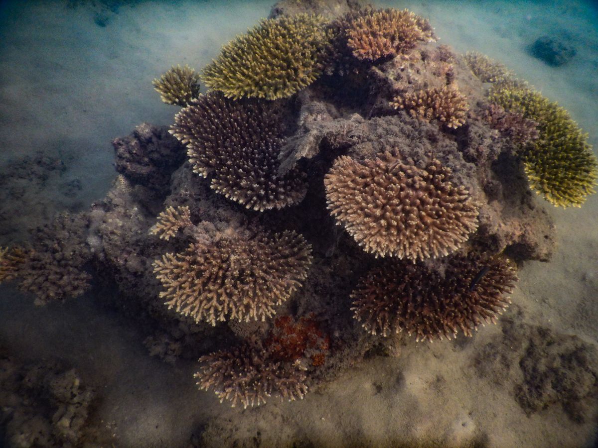 Schnorcheln auf Koh Lanta am Khlong Chak Strand: Korallen, Anemonen und Fische