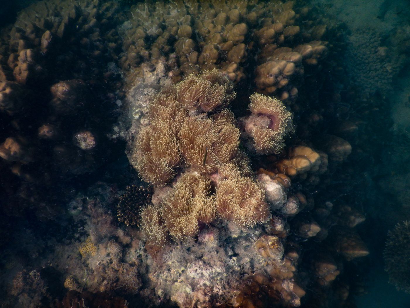 Schnorcheln auf Koh Lanta am Khlong Chak Strand: Korallen, Anemonen und Fische