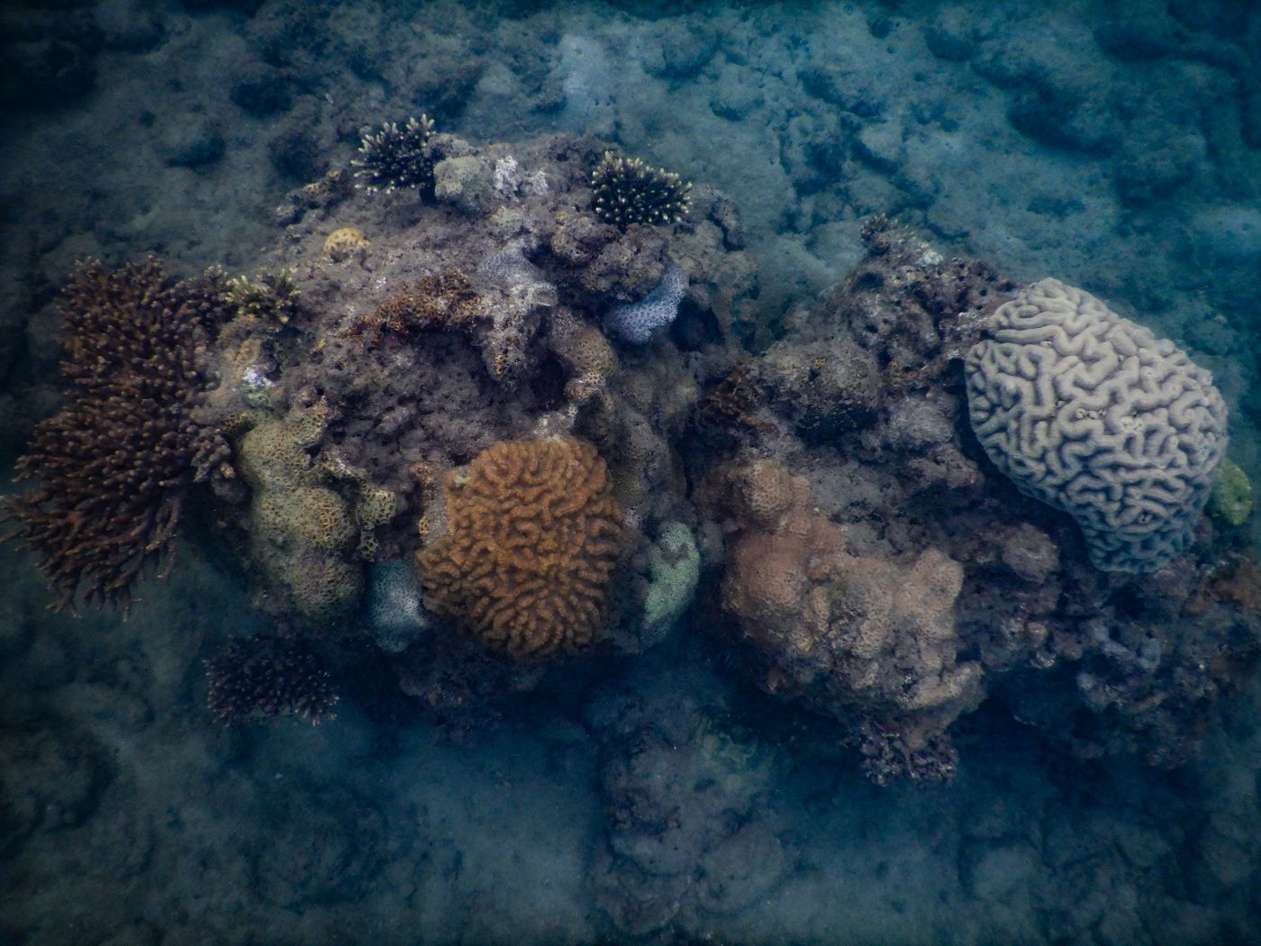 Schnorcheln auf Koh Lanta am Khlong Chak Strand: Korallen, Anemonen und Fische