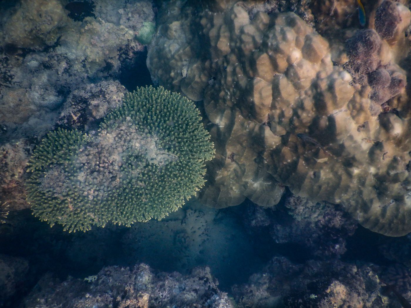 Schnorcheln auf Koh Lanta am Khlong Chak Strand: Korallen, Anemonen und Fische