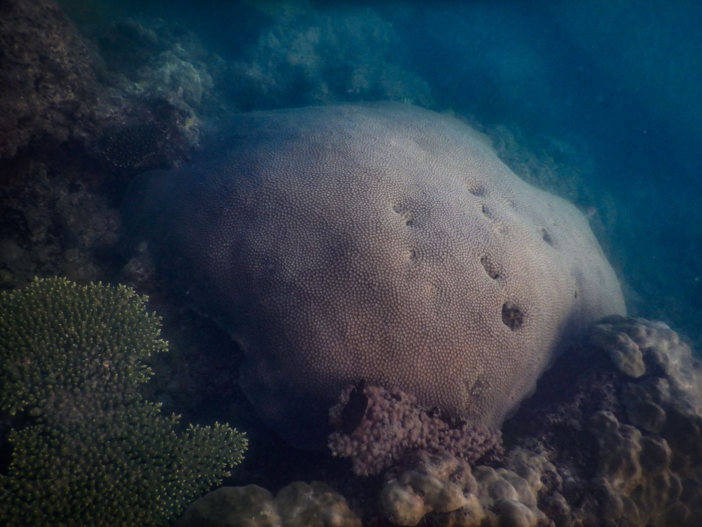 Schnorcheln auf Koh Lanta am Khlong Chak Strand: Korallen, Anemonen und Fische