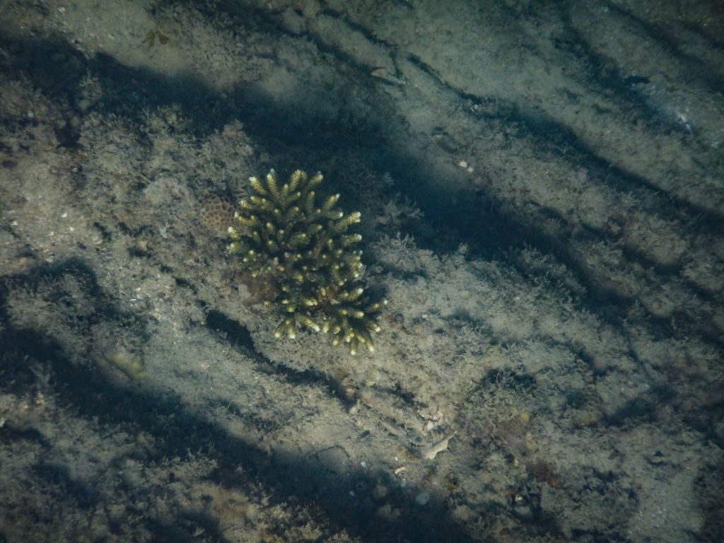 Koralle am Bamboo Beach auf Koh Lanta