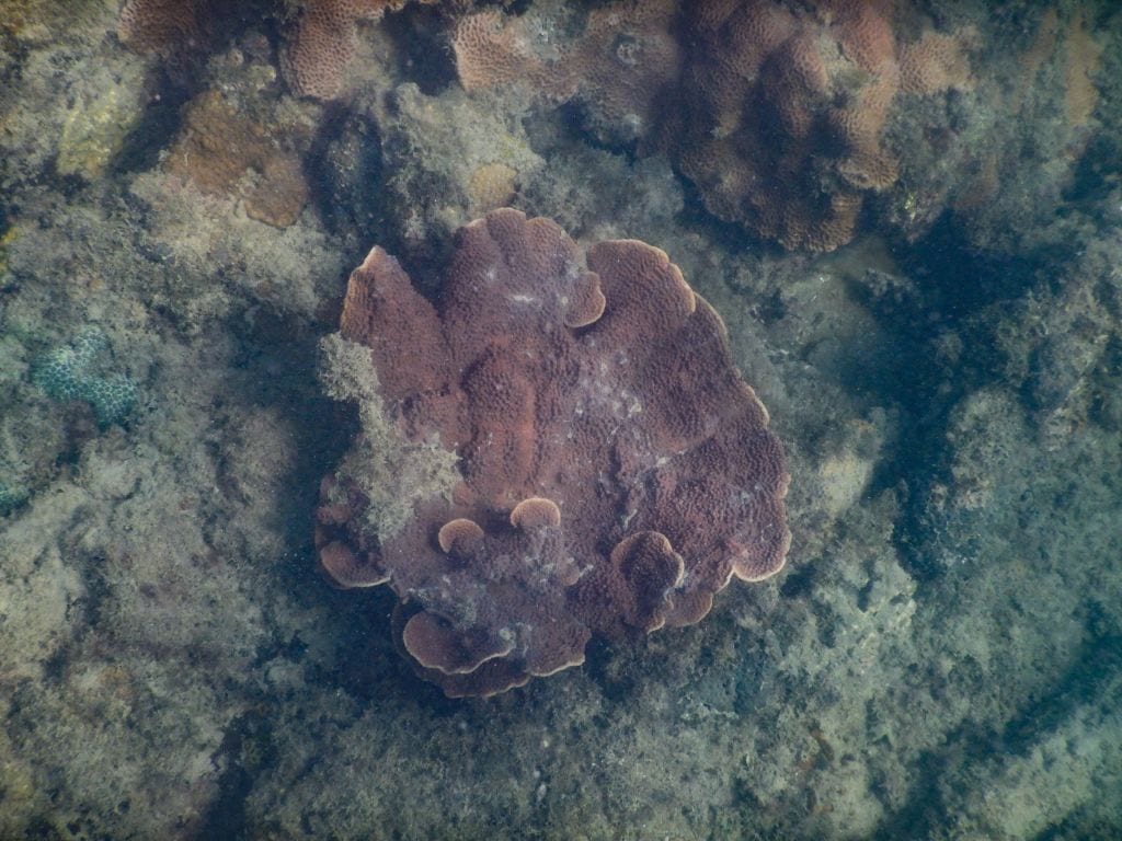 Koralle am Bamboo Beach auf Koh Lanta