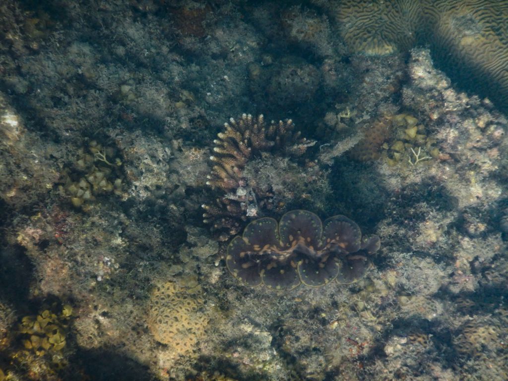 Koralle am Bamboo Beach auf Koh Lanta