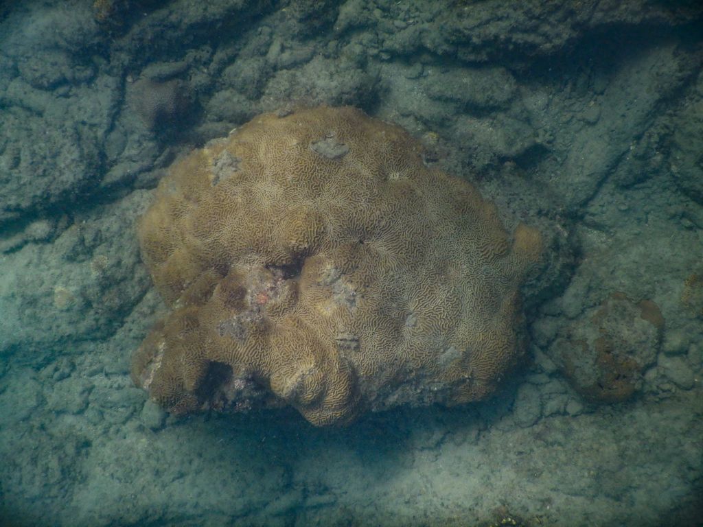 Koralle am Bamboo Beach auf Koh Lanta