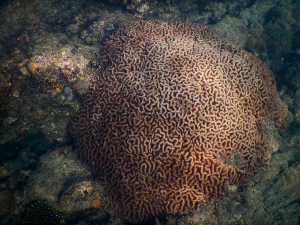 Koralle am Bamboo Beach auf Koh Lanta