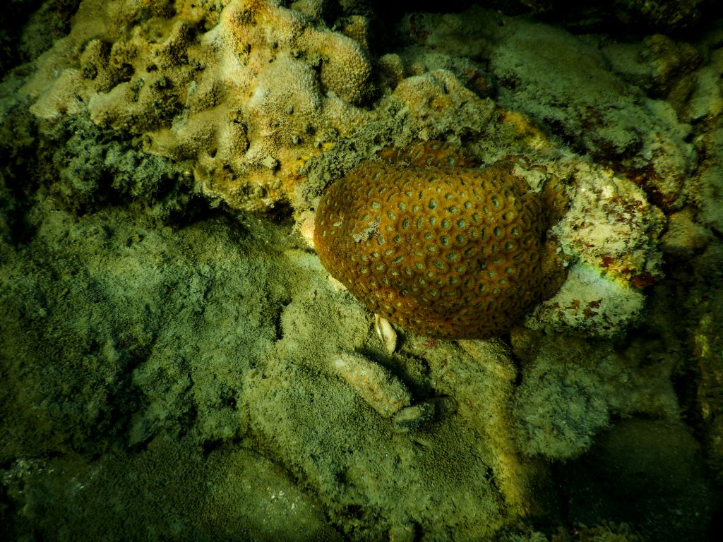Koralle am Khlong Chak Beach auf Koh Lanta