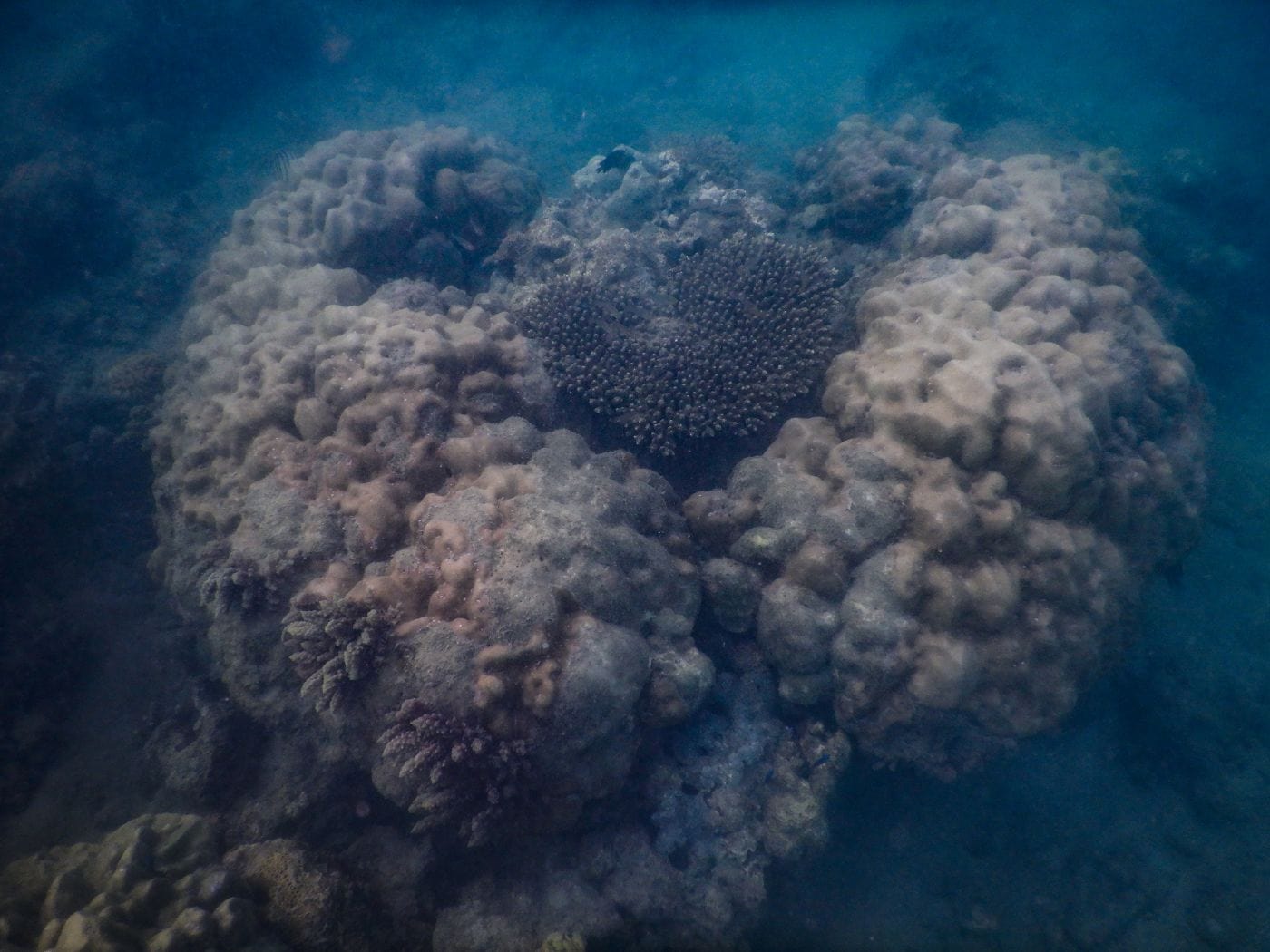 Schnorcheln auf Koh Lanta am Khlong Chak Strand: Korallen, Anemonen und Fische