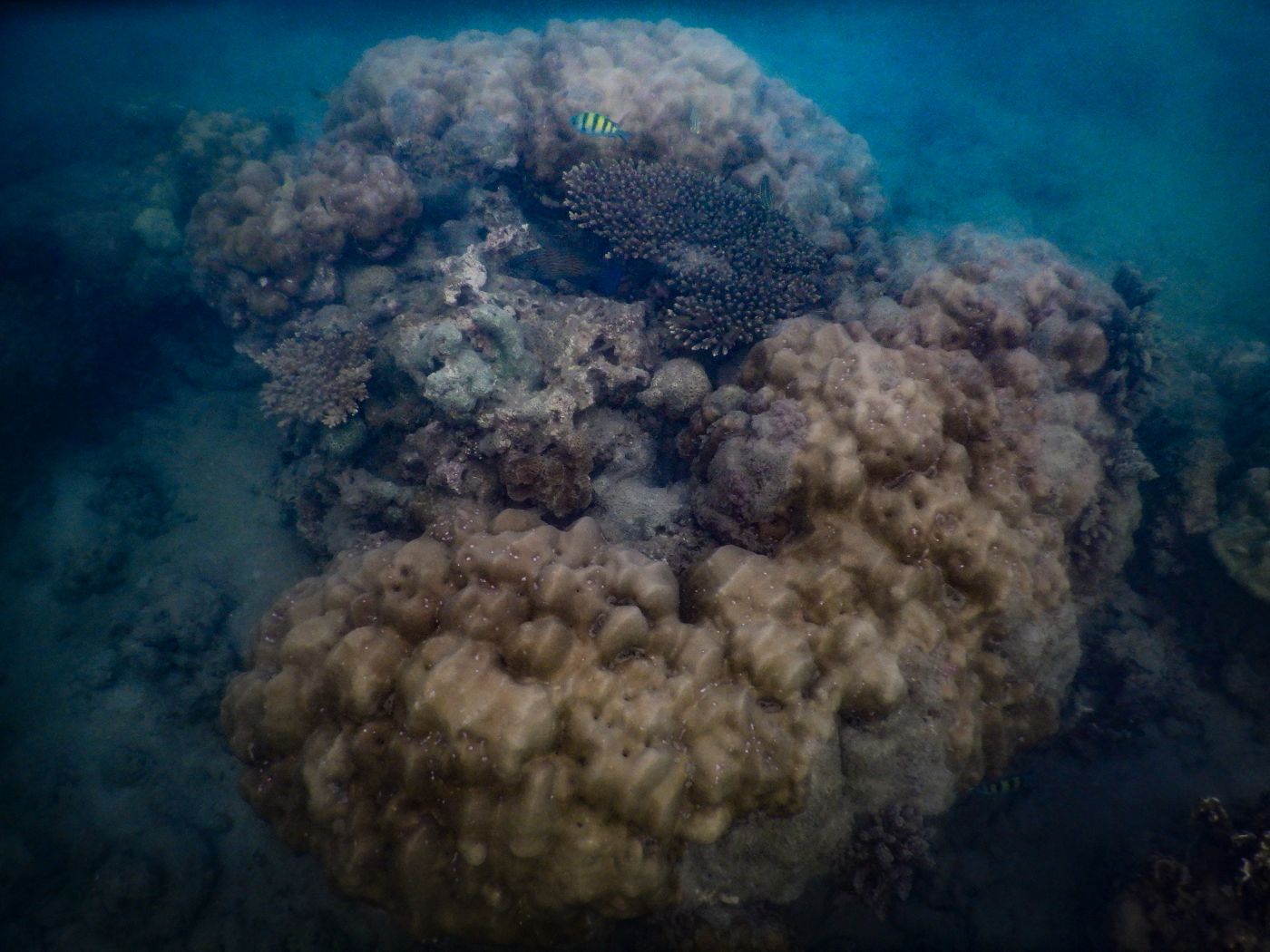 Schnorcheln auf Koh Lanta am Khlong Chak Strand: Korallen, Anemonen und Fische