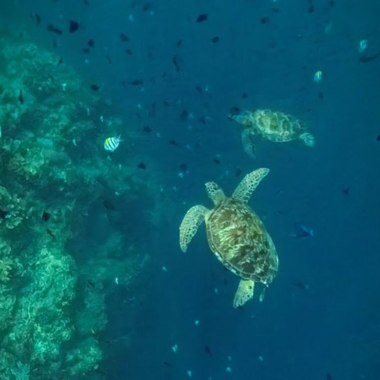 Schnorcheln rund um Koh Lanta