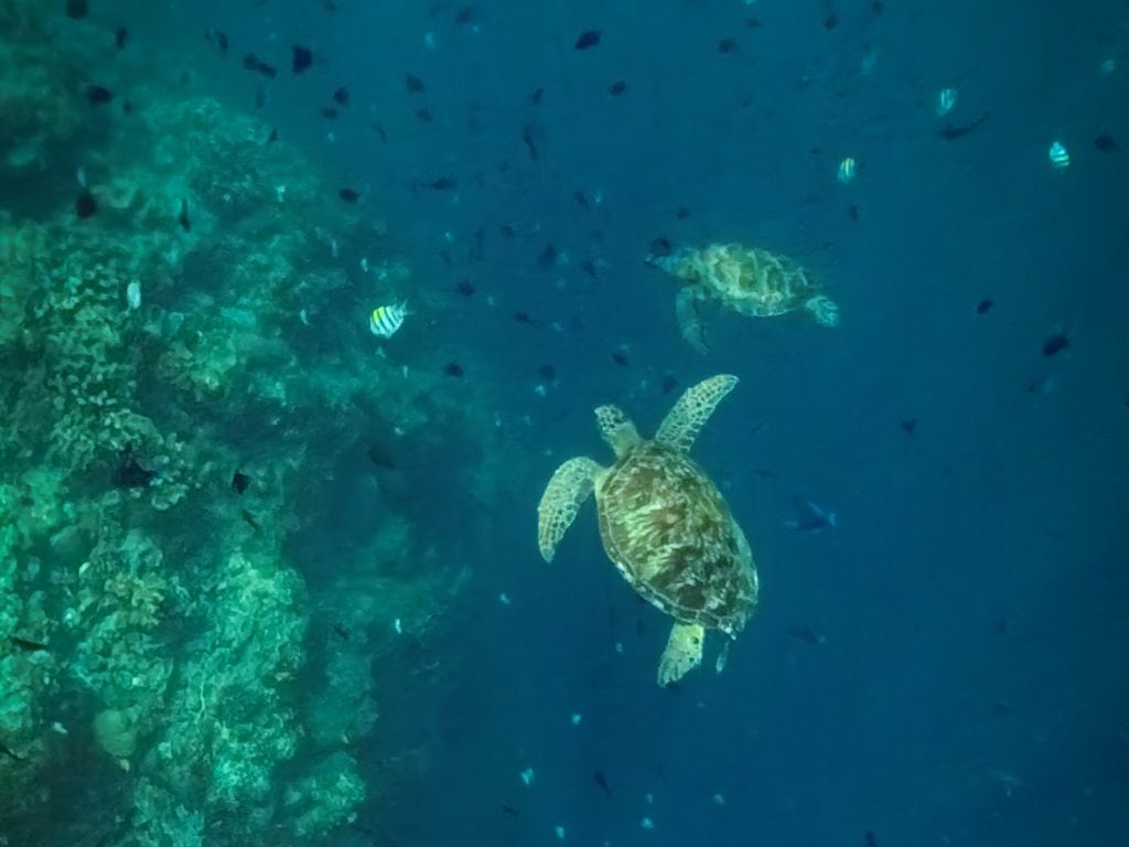 Schnorcheln rund um Koh Lanta in Thailand