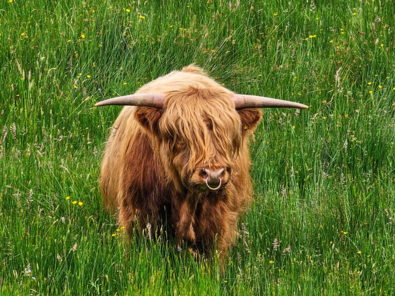 Sehenswürdigkeiten auf der Insel Arran