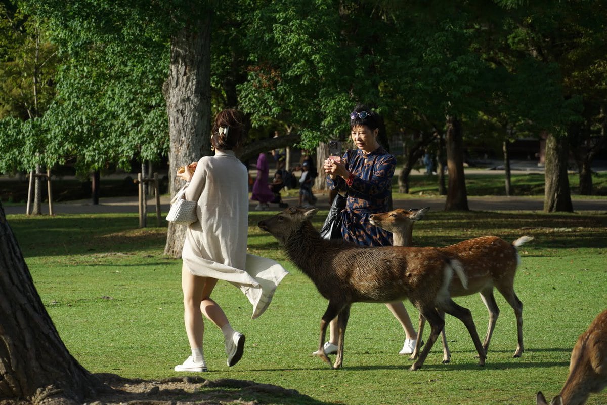 Tagesausflug nach Nara von Osaka aus mit dem Zug, um die Rehe zu sehen