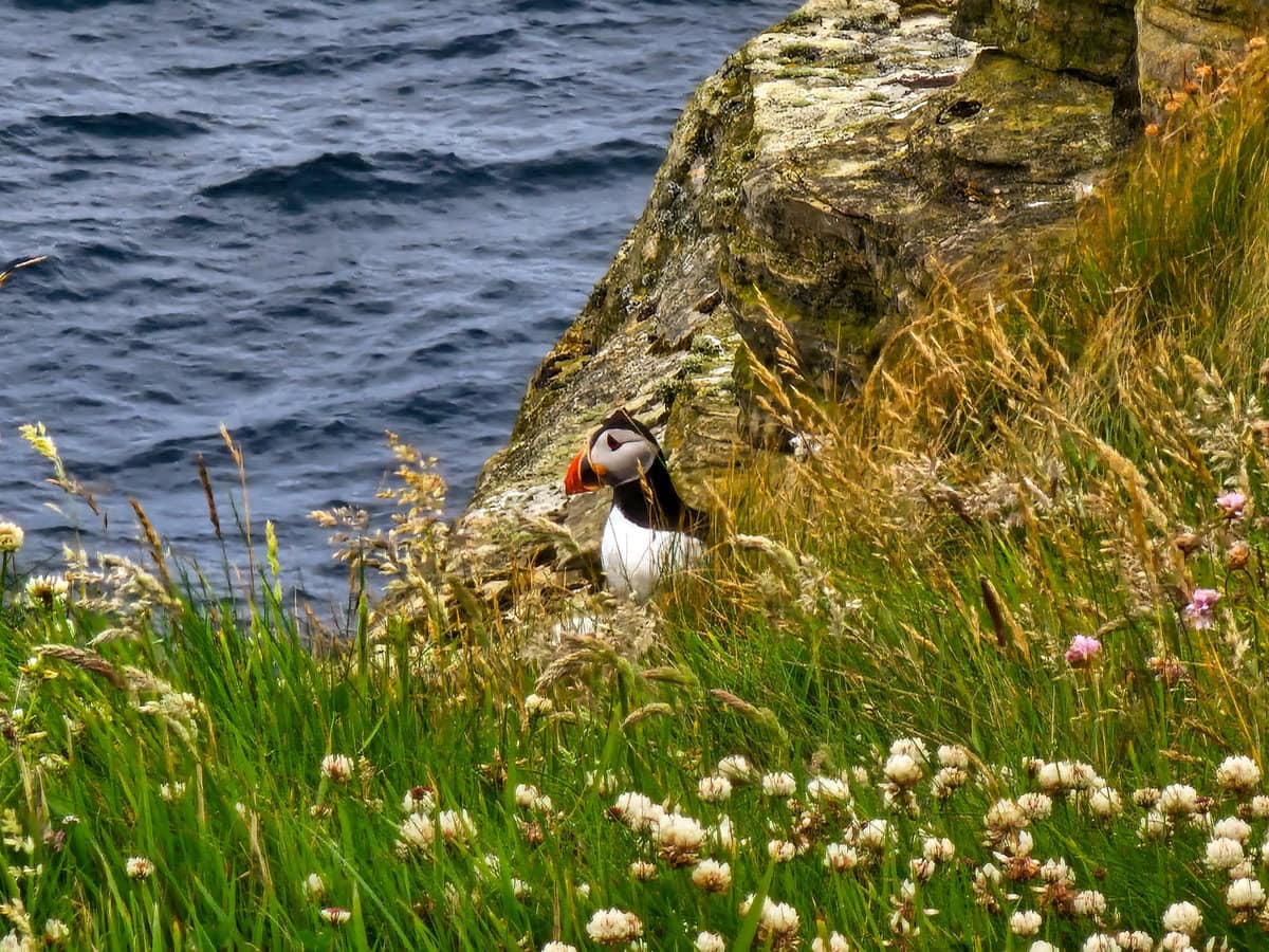 Puffin an den Duncansby Stacks in Schottland