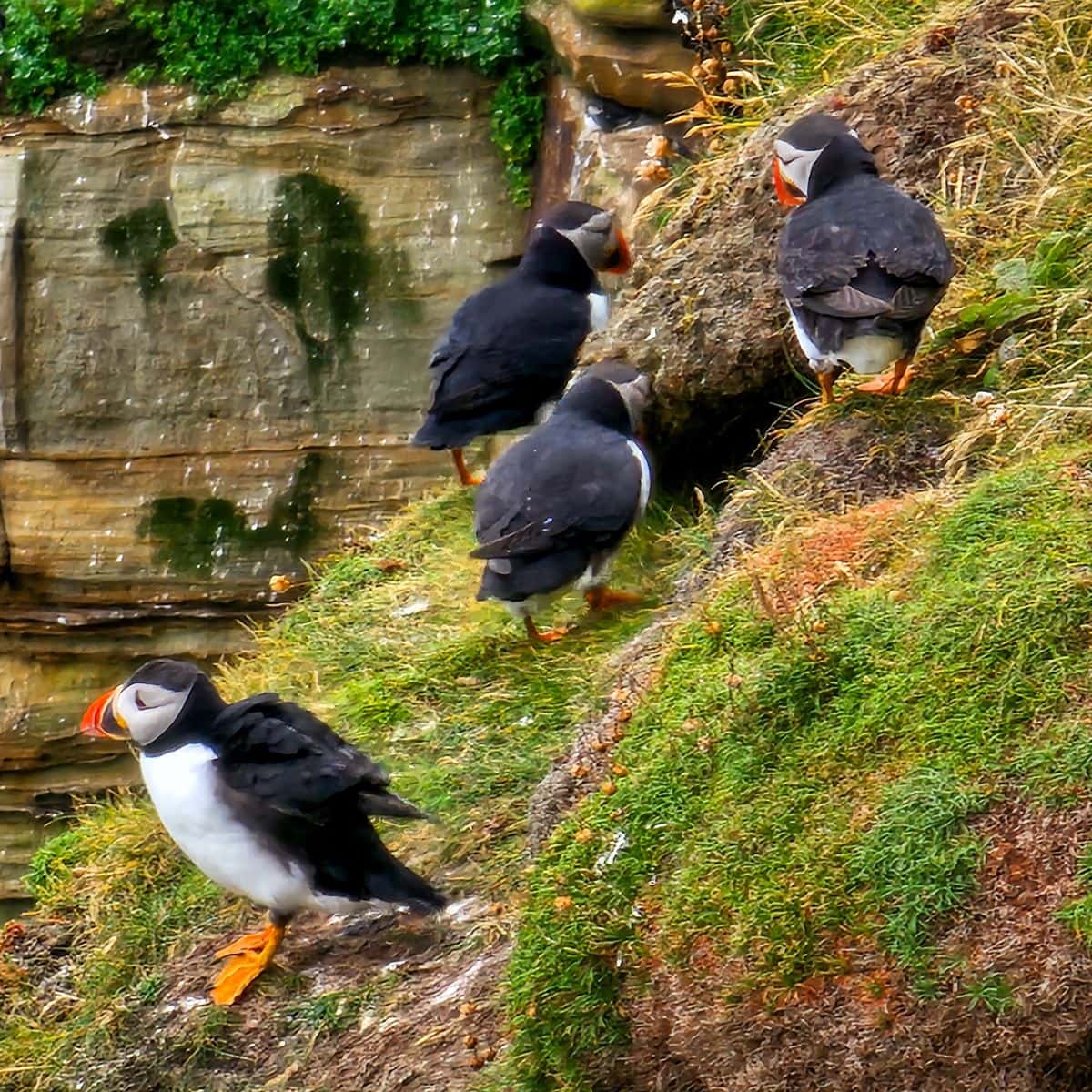 Puffins sehen auf der Insel Handa im Assynt in Schottland