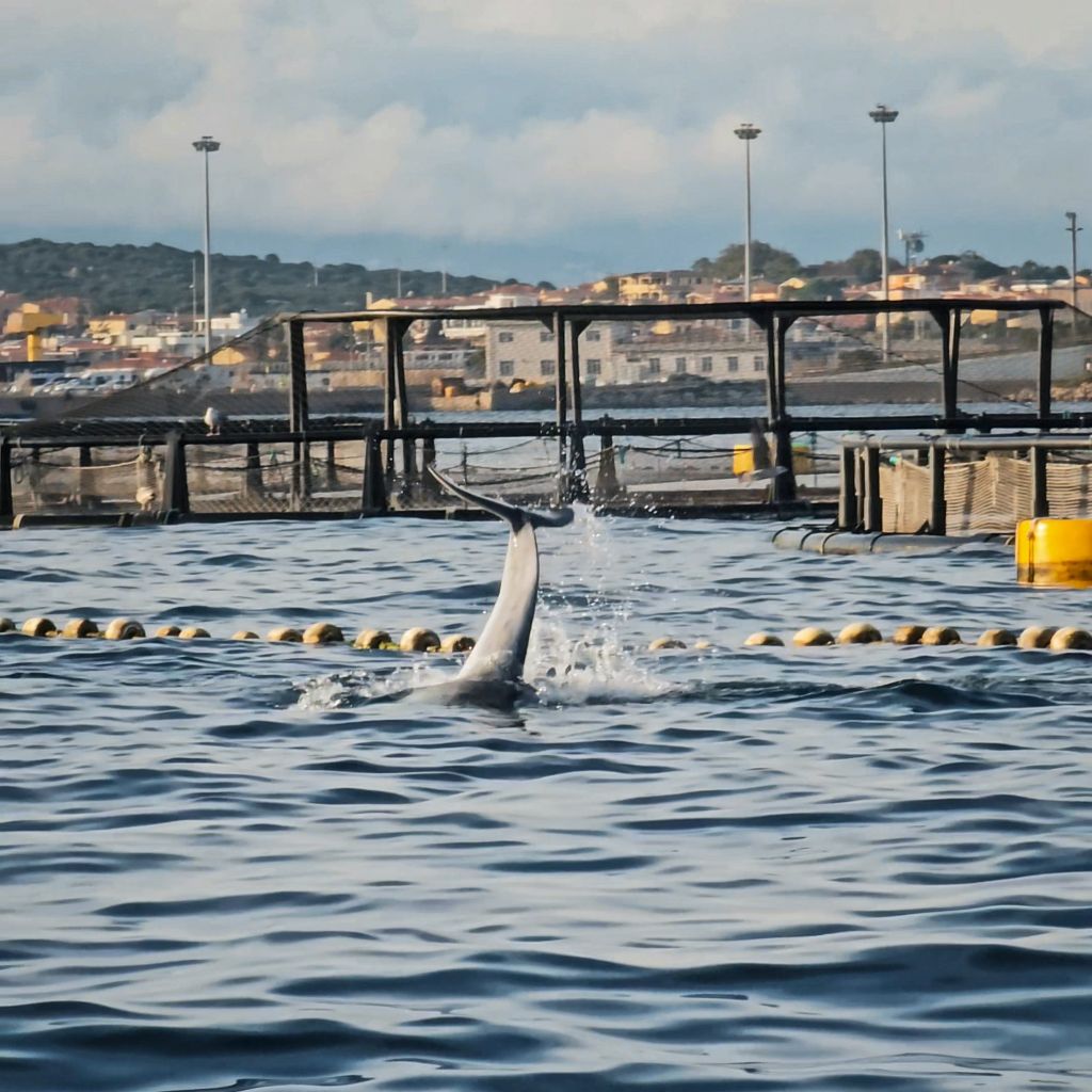 Delfin der aus dem Wasser springt in Golfo Aranci