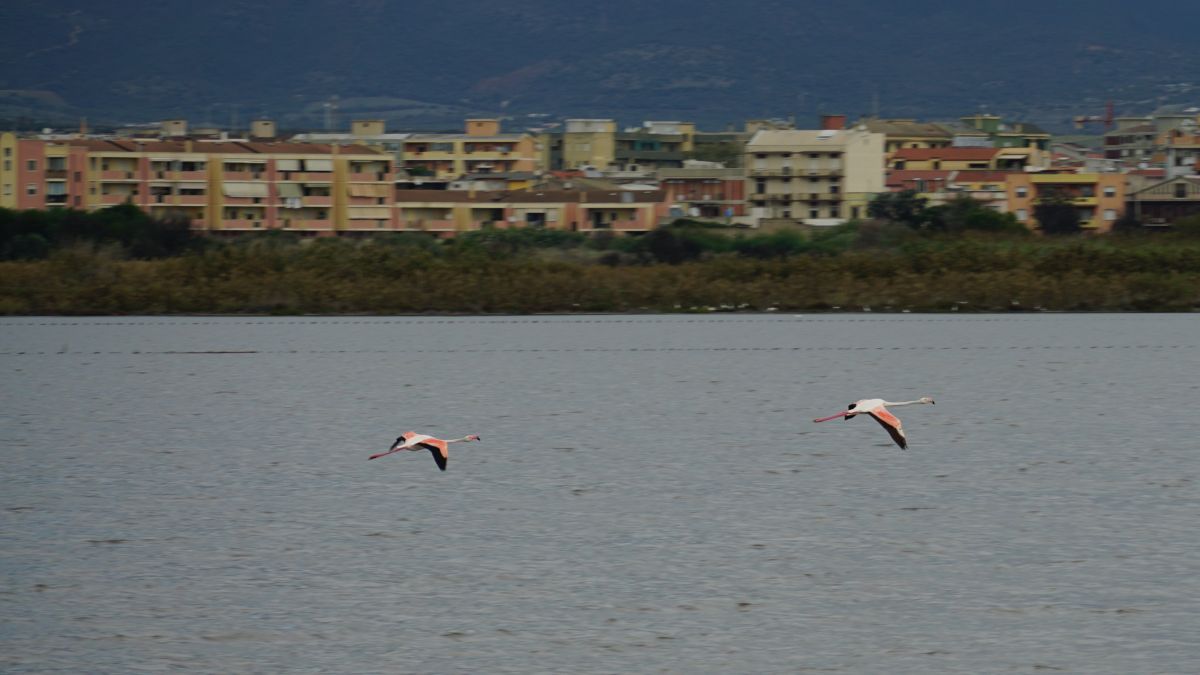 Flamingos sehen nahe Cagliari auf Sardinien
