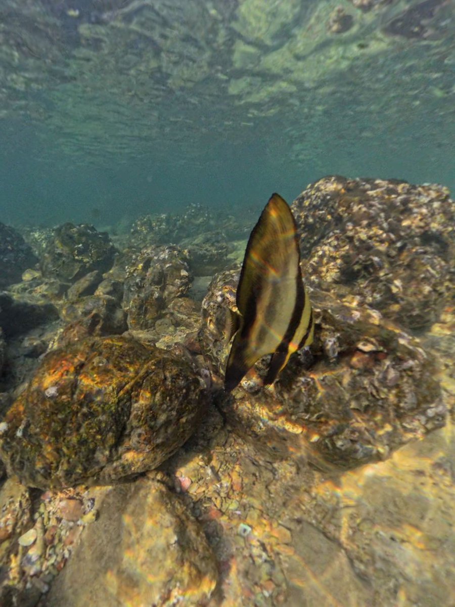 Fledermausfisch beim Schnorcheln auf Koh Lanta