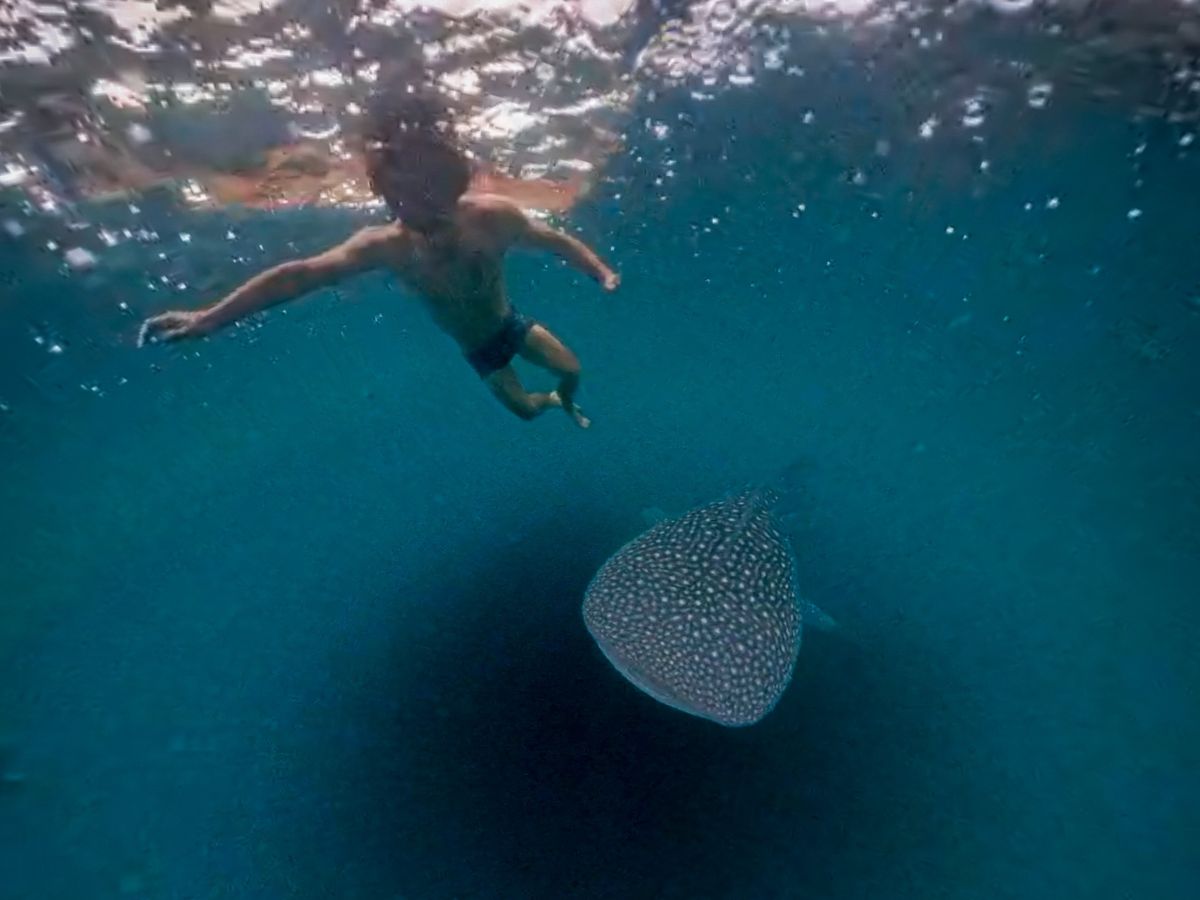 Begegnung mit einem Walhai in Sulawesi, Gorontalo