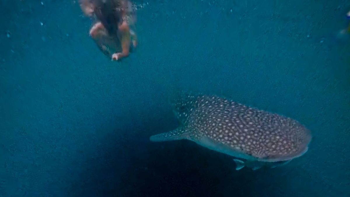 Walhai in der Bucht von Botubarani nahe Gorontalo
