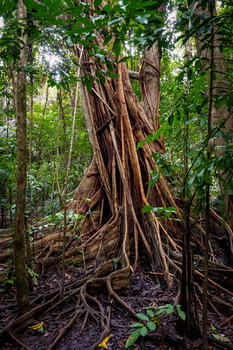 Alter Baum im Tangkoko Nationalpark auf Sulawesi