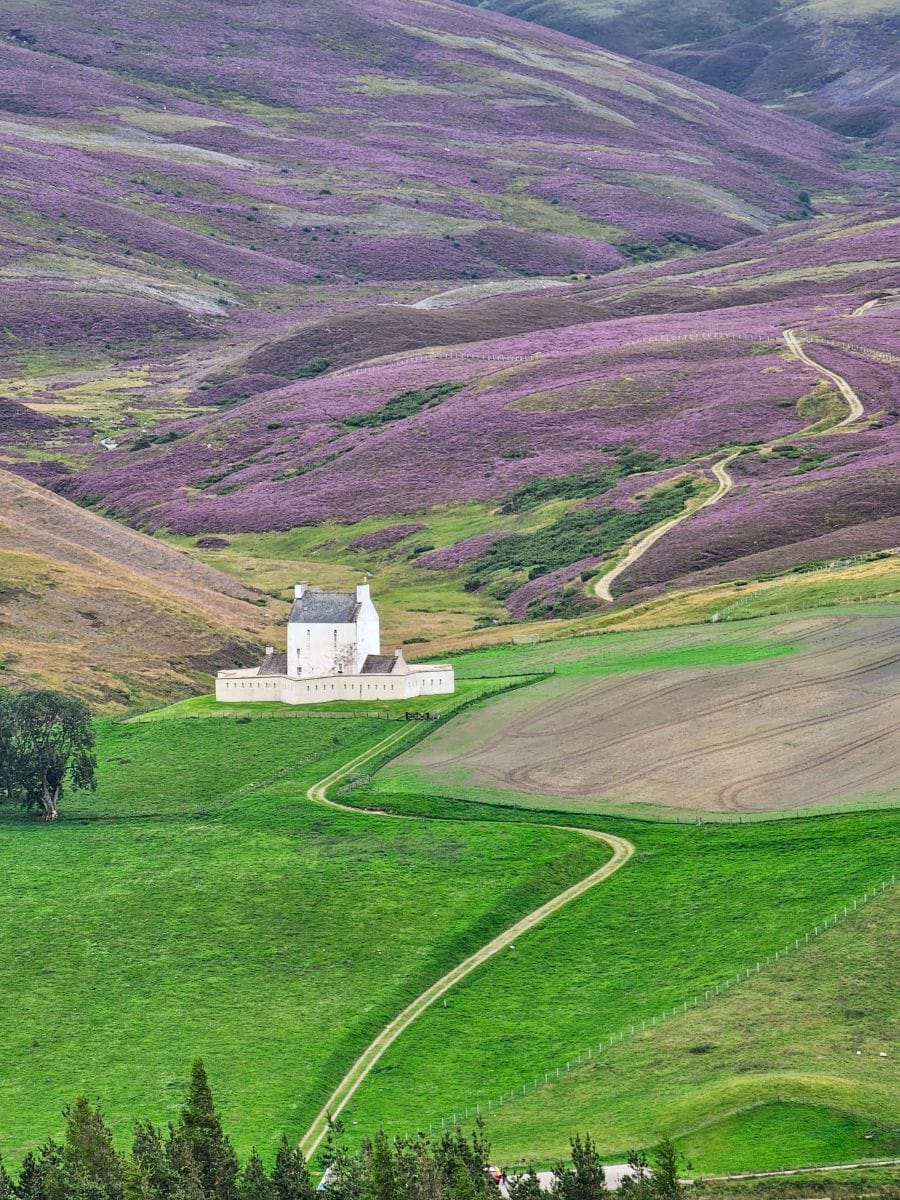 Unser Schottland Geheimtipp: Der Cairngorms Nationalpark zur Heideblühte