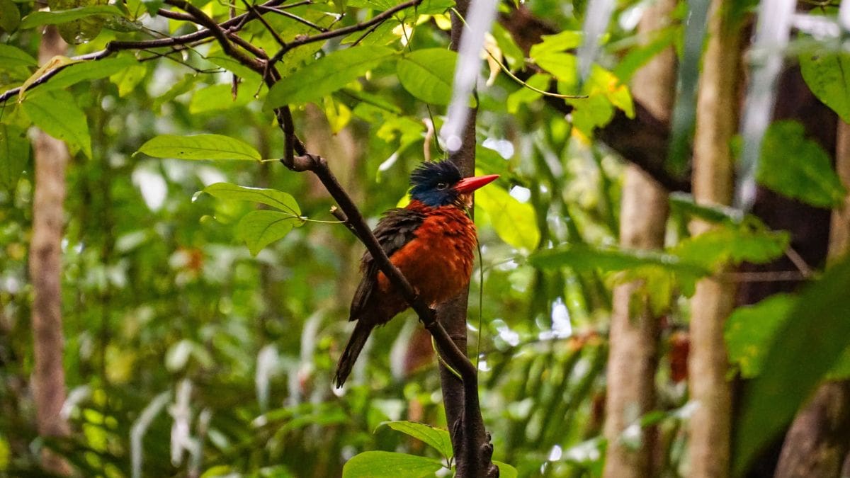 Einsiedlerliest, auch Eisvogel genannt, im Tangkoko National Park auf Sulawesi