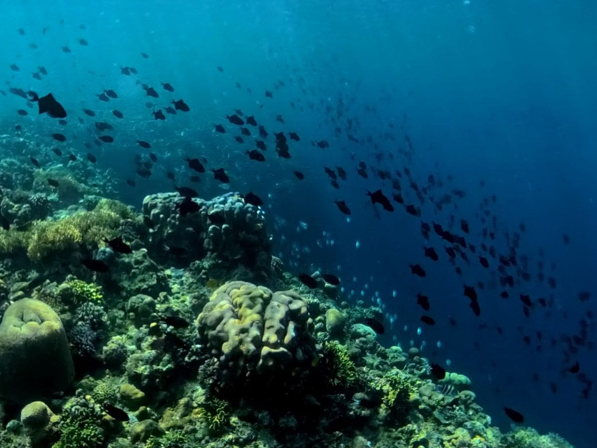 Schwarm schwarzer Triggerfische auf Bunaken, Sulawesi