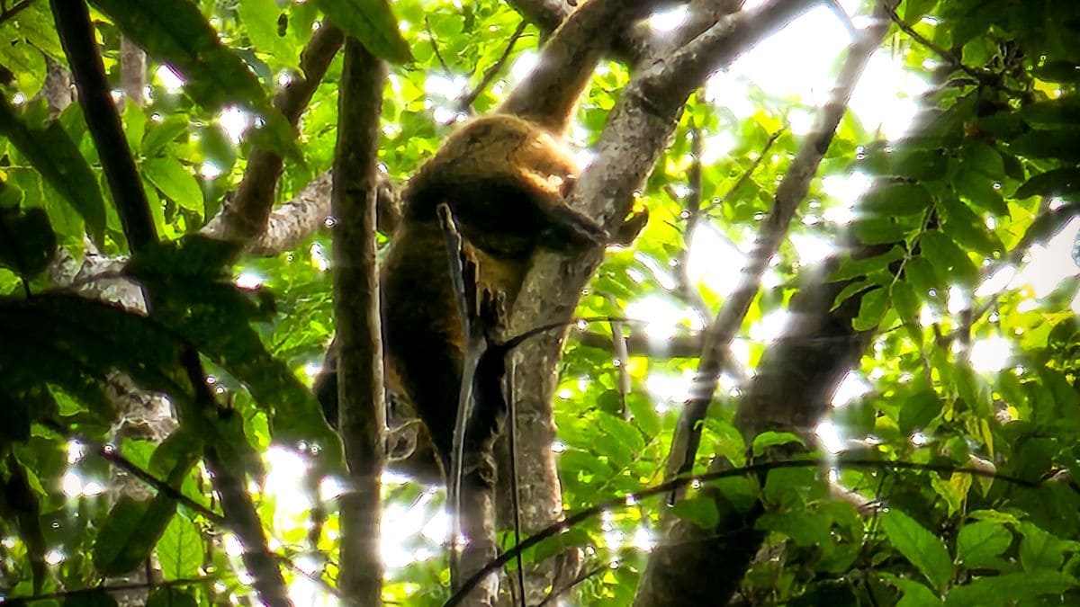 Sulawesi-Kuskus im Tangkoko National Park in den Bäumen