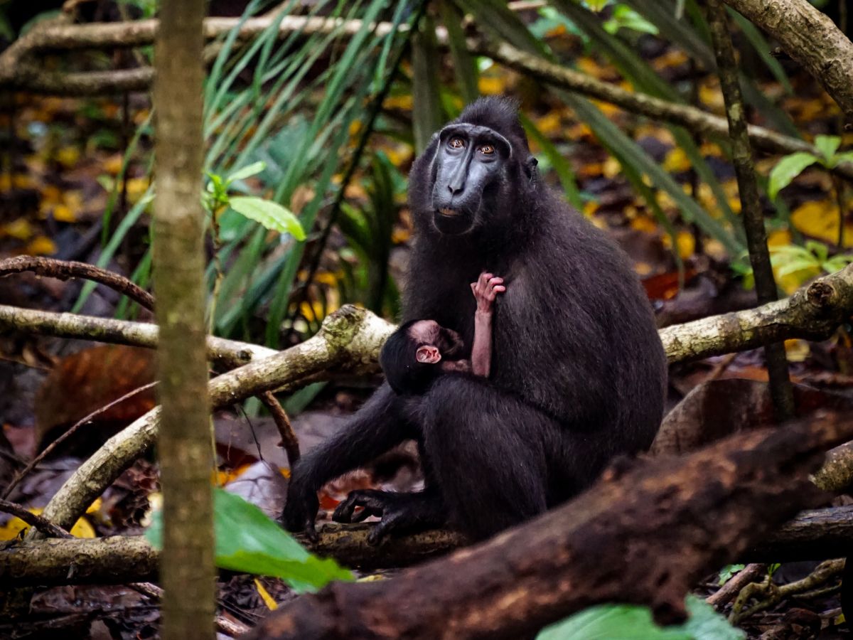 Sulawesi-Makake im Tangkoko National Park (Nord-Sulawesi)