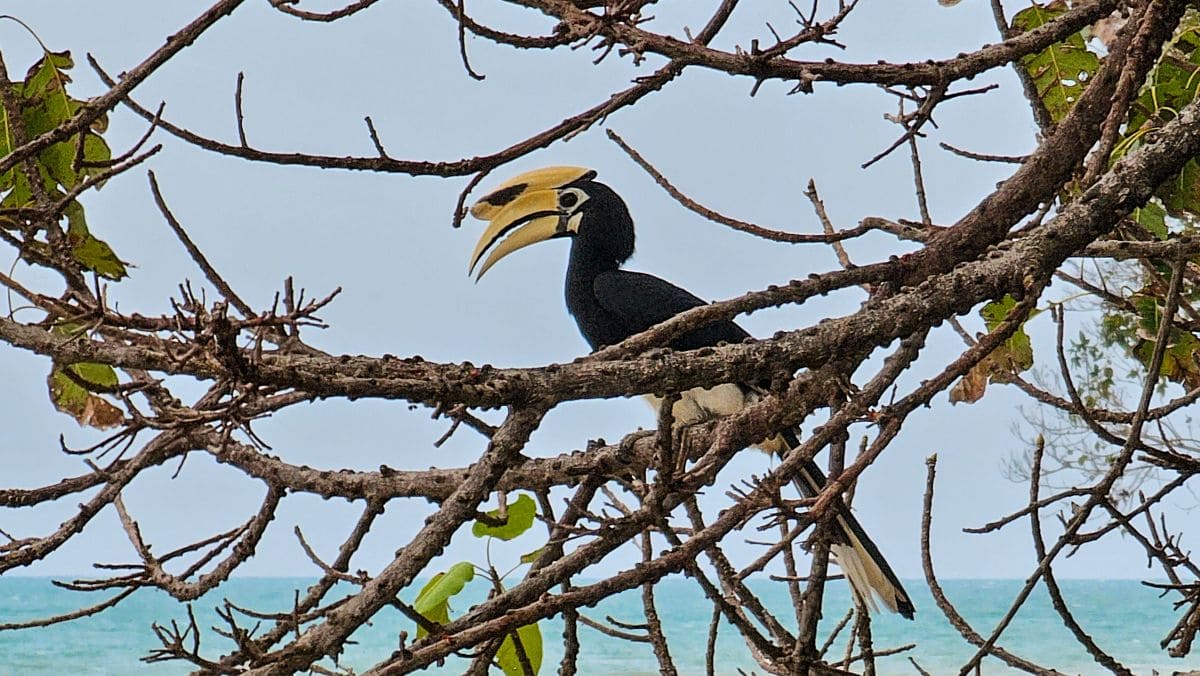 Nashornvorgel (Hornbill)