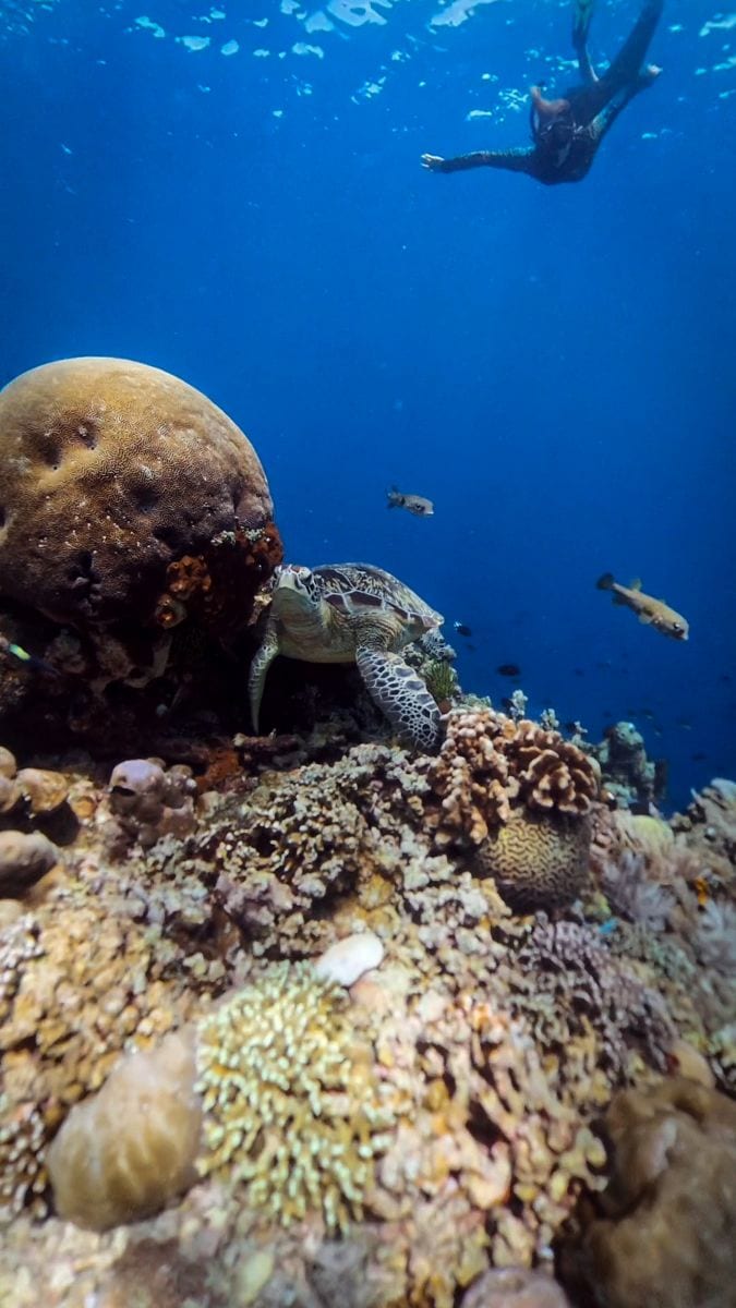 Schnorcheln mit Schildkröten auf Bunaken im März und April