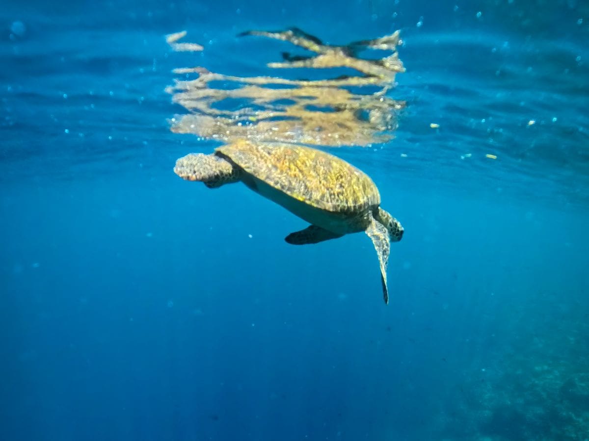 Schildkröte an der Wasseroberfläche, gesehen beim Schnorcheln auf Bunaken